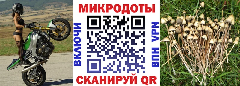 Галлюциногенные грибы Psilocybine cubensis  где продают наркотики  Елец 